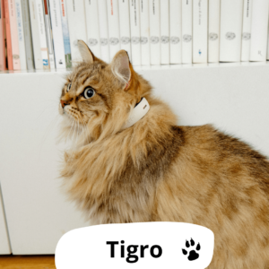 gatto1