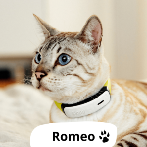 gatto2