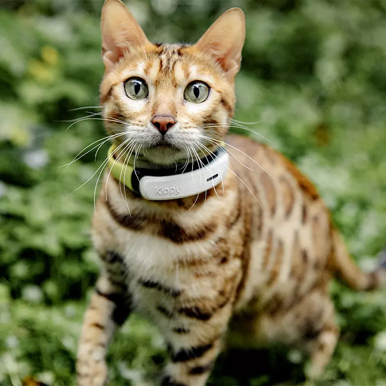 KippyCat-3