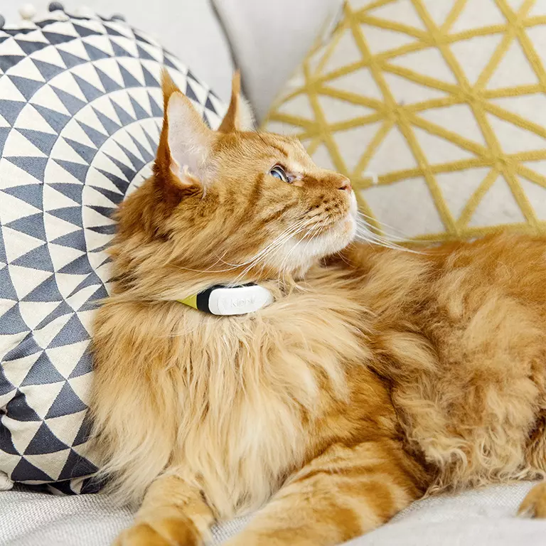 KippyCat-4